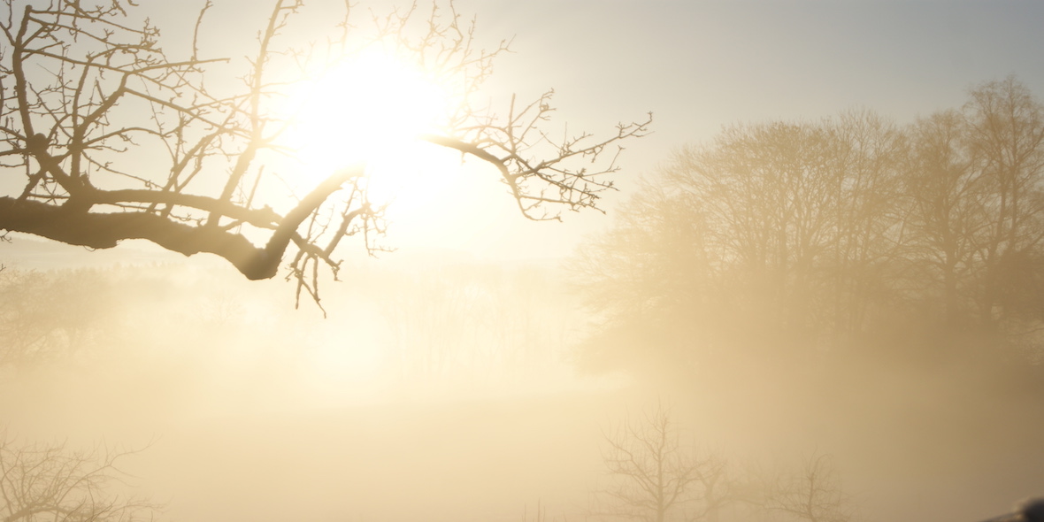 Nebel Baum